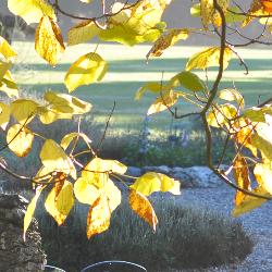 Sun shining through leaves