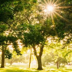 An outdoor park in sunshine