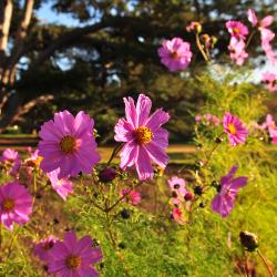 A purple flower in the botanic gardens.