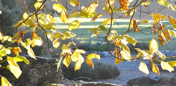 Sun shining through leaves